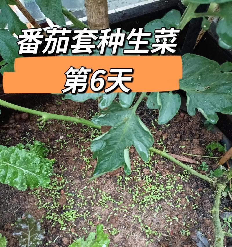 蔬菜套种技术之作物品种选择与实践（从实践出发，了解蔬菜套种的原则和技巧）