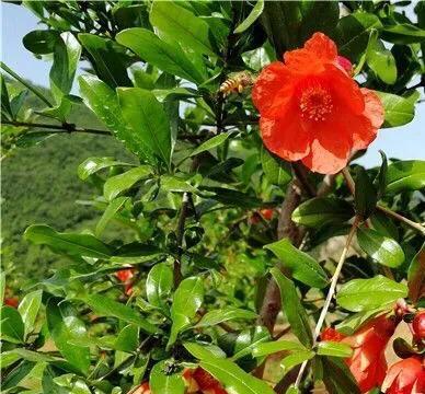 石榴花绽放的季节（春夏秋冬，四季皆宜/石榴花开放周期详解）