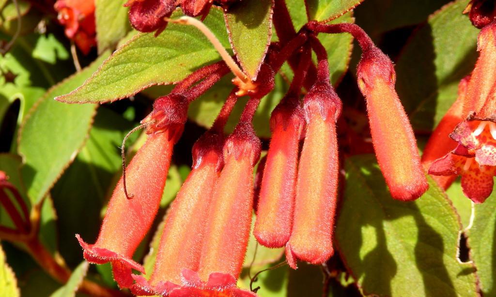 女贞的花序类型及特点——属于顶生圆锥花序