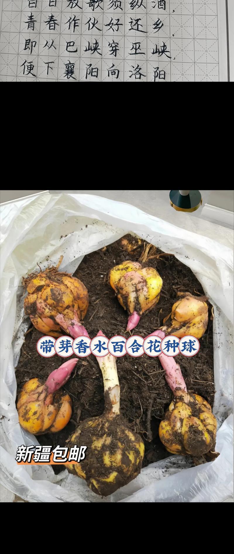 如何选择适合种植百合花的月份（了解百合花的生长习性，科学种植花卉）