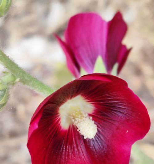 蜀葵花开花时间及特点（夏季鲜花之王，花期长达四个月）