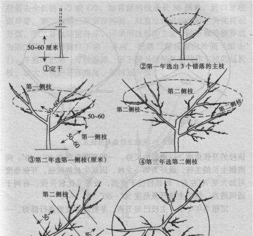 八宝兰修剪指南（如何正确修剪八宝兰，让它们更加茂盛健康）