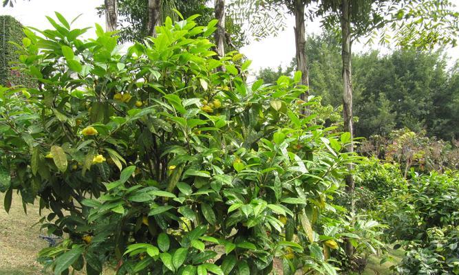 金花茶的种植及适宜的地方（打造品质优良的金花茶园，享受轻松愉悦的种植体验）