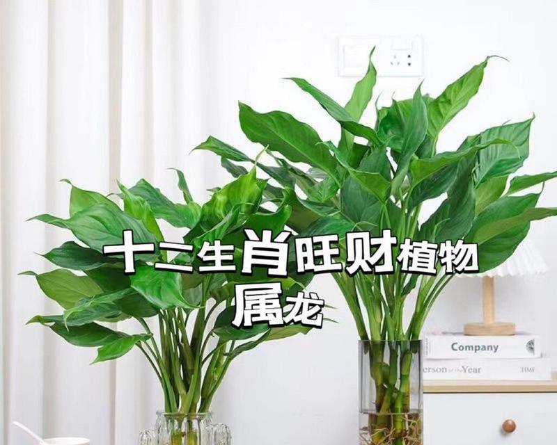 生肖马如何选植物旺财？（养这些植物，让你的财运飞马上升！）