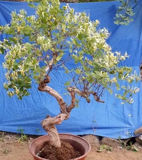 金银花树的冬季保护方法（如何防止金银花树在冬季冻死）