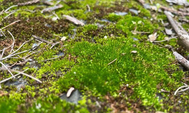 葫芦藓——一种特殊的苔藓植物（结构、特征及生长环境）