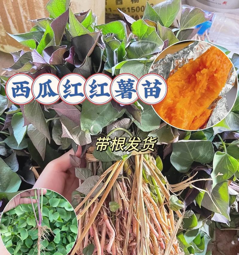 红薯的四季种植方法（了解种植技巧，让红薯一年四季都能种植）