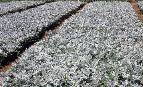 银叶菊怎么养殖才能茂密（让你的银叶菊茂密无比，享受美好园艺生活）