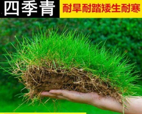 地毯草种子的种植方法（从选择种子到日常护理，教你轻松种出漂亮的地毯草）