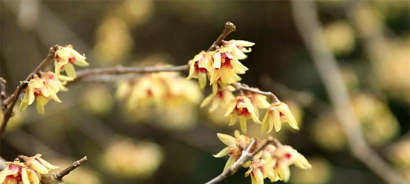 腊梅花期是什么时候？（探秘腊梅花的开花时间及特点）