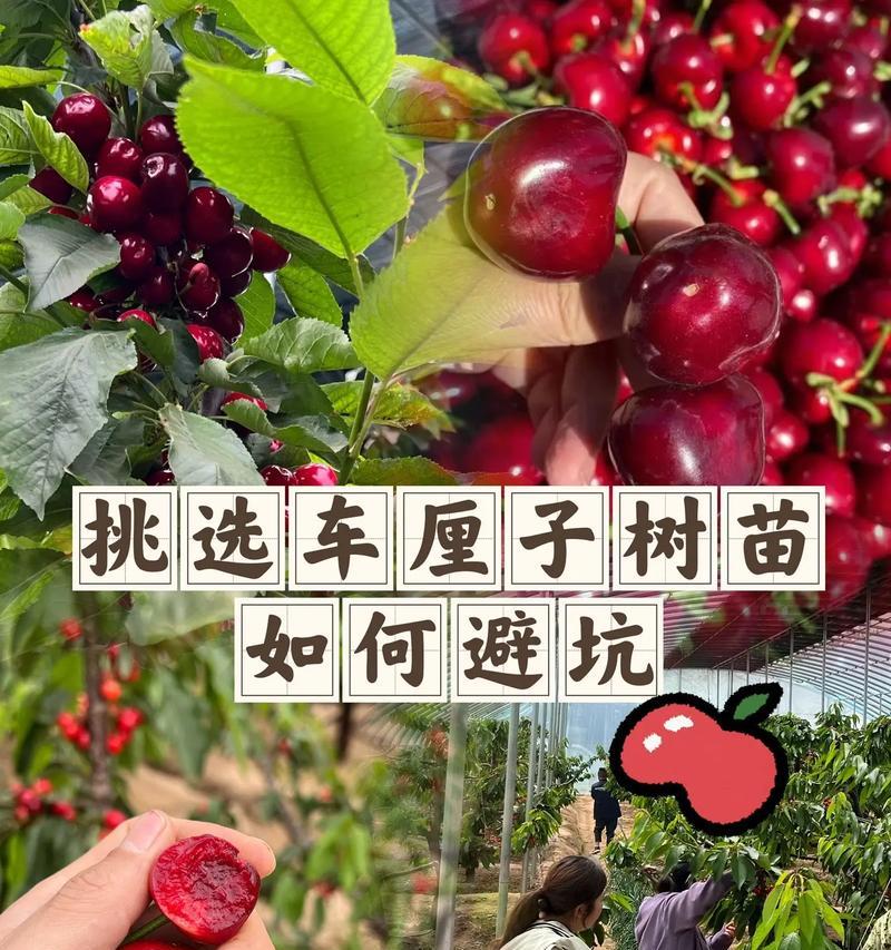 河南适宜种植樱桃的理由（一片红色的诱惑，大有可为）