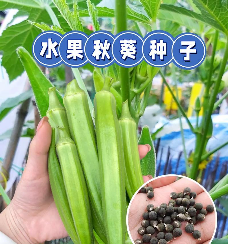 秋葵种植全攻略（什么时候种植最好？如何养护？）