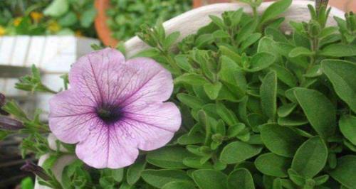 室内种植舞春花的秘诀（舞春花的养护方法及注意事项）