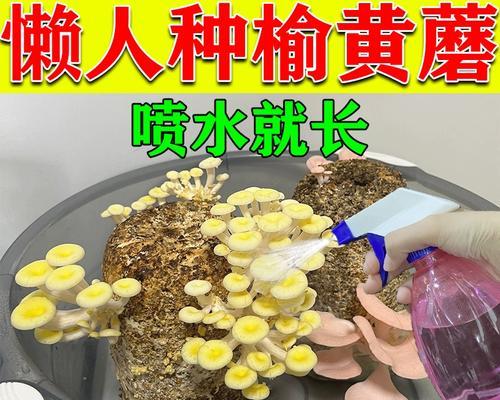 金针菇生长环境及特点详解（探究金针菇生长所需的温度、湿度、光照等条件）