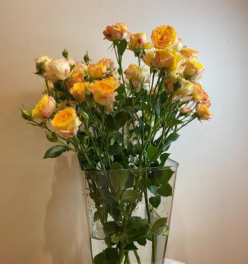景天醒花全攻略（如何让景天变成鲜花？醒花方法一网打尽）