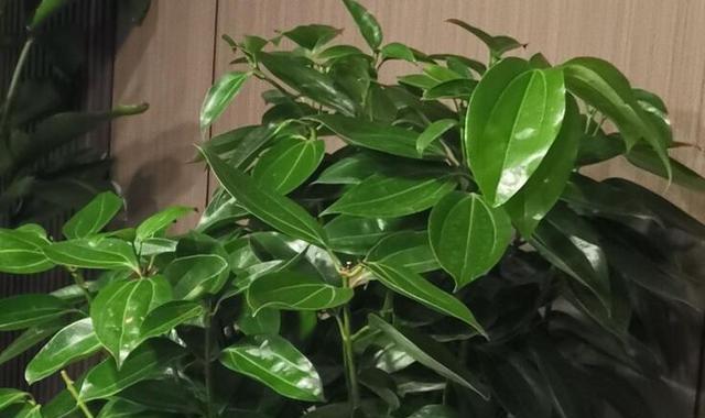 黑槐树剪枝时间与技巧（合适的剪枝时间能促进黑槐树的健康生长）