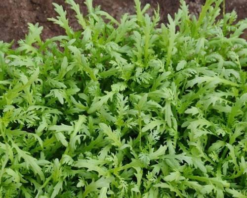 露天种植茼蒿的最佳时间及注意事项（从准备土壤到成熟收获，全程指导你成功种植茼蒿）