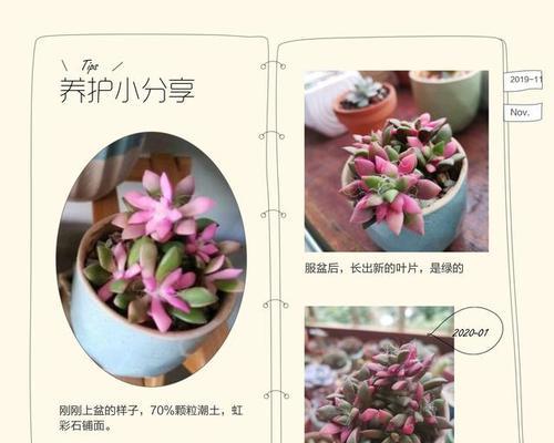 吹雪之松锦的养殖方法（如何在家中轻松培育美丽的吹雪之松锦？）