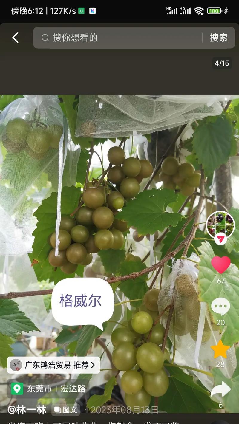 圆叶椒草的扦插方法（简单易学，快速繁殖圆叶椒草）