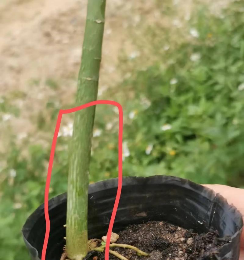木瓜籽的神奇功效与作用（探秘木瓜籽的健康价值，了解其多种用途）