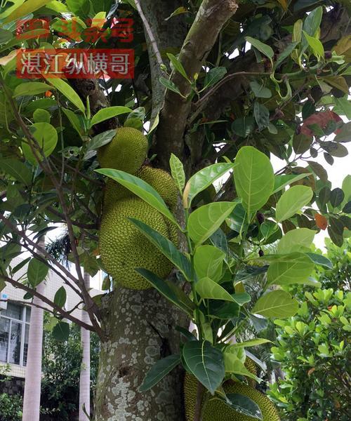 探秘菠萝树（了解菠萝树，我们需要知道这些！）
