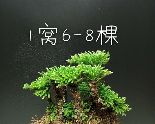 干卷柏水培养殖指南（详细介绍干卷柏水培养殖步骤和技巧）
