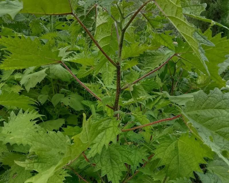 活麻草的神奇功效（草药界的瑰宝——活麻草的多种作用与食用方法）
