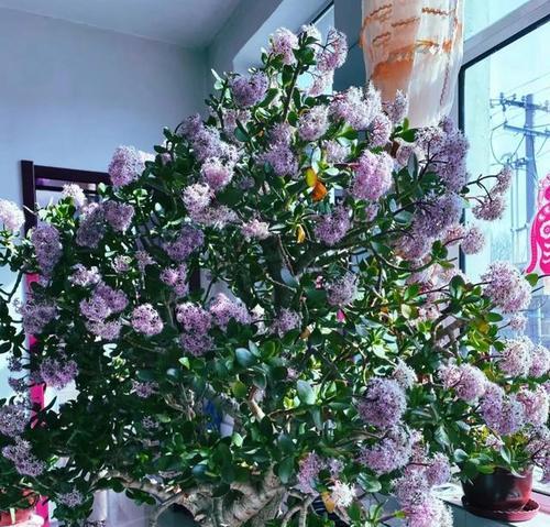 探秘楼上的花香世界（发现不一样的绿色生活）