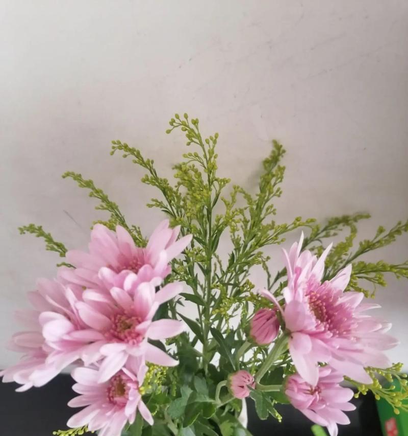 了解雏菊的开花时间（掌握雏菊花期，让花园更加美丽）