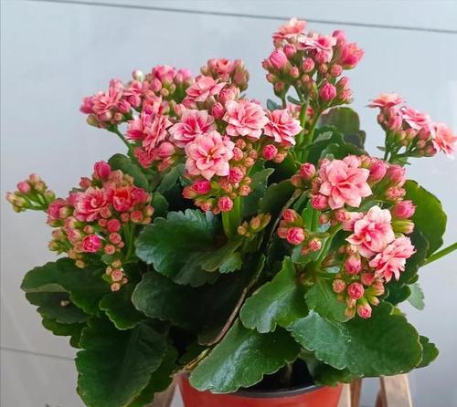 长寿花病虫害防治技术措施（打造健康长寿花园——长寿花病虫害防治技术分享）