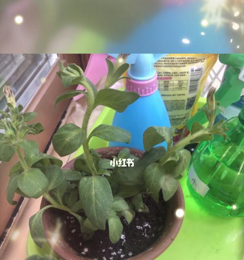 矮牵牛的浇水管理（掌握科学的浇水技巧，让矮牵牛健康生长）
