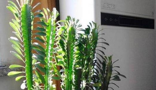谈谈龙骨花的毒性及室内养护方法（毒性大揭秘，看室内养护有何难点）