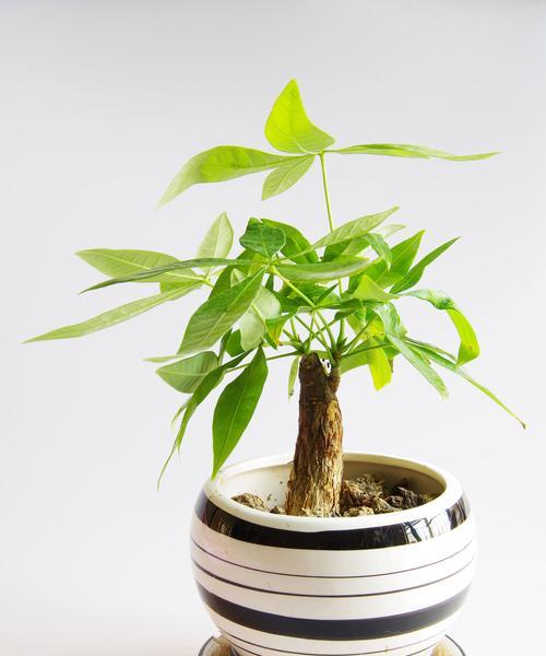 室内招财植物大全（打造财运滚滚的家居花园）