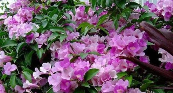 冬天室外适合养什么花？（选择适合冬季生长的花种，让花园别样鲜艳）
