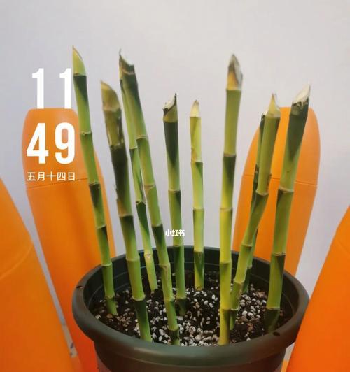 富贵竹：一年能长多少？——探究富贵竹生长速度的奥秘