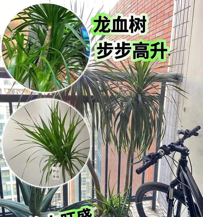 探究龙血树最优品种（选择最适合的龙血树品种进行种植）