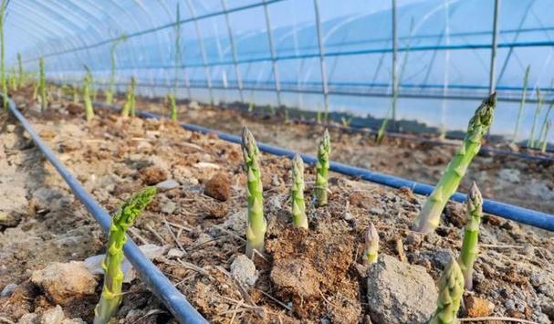 芦笋的种植季节和条件（了解季节和条件，掌握种植技巧）