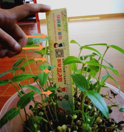 绿豆水培养殖方法详解（从种子选择到营养液配比，教你轻松培育绿豆）