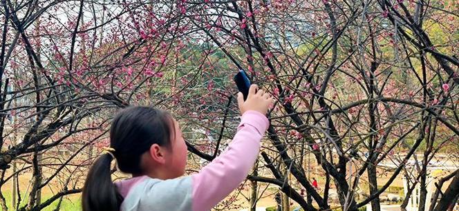 红梅开完花，如何管理？（红梅花后期管理小技巧）