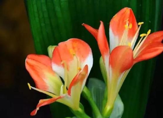 秋季君子兰的养护全攻略（养护技巧、注意事项、调节温度、浇水时间等）