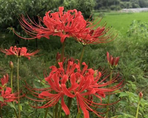 彼岸花怎么了？解决彼岸花光长叶子不开花的问题（15个妙招，让彼岸花开出绚丽的花朵）