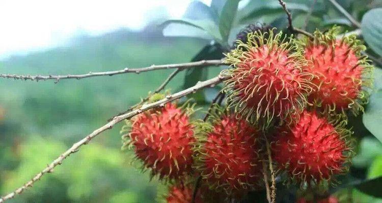 荔枝树北方种植技巧（如何让荔枝在北方生根发芽）