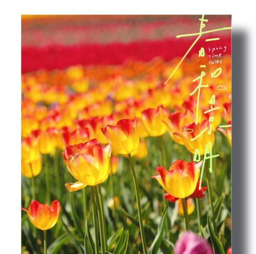 长日照花卉——让你的花园充满生机（从“长日照”到“无忧花园”，打造花期长、观赏效果佳的花坛）