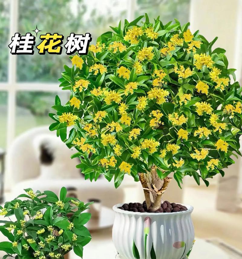 解密“桂花”——它究竟是木本植物吗？（探究桂花的植物特征及分类地位，解答你对桂花的疑惑）