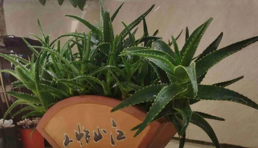 如何正确更换芦荟的土和盆？（让芦荟生长更健康的关键）