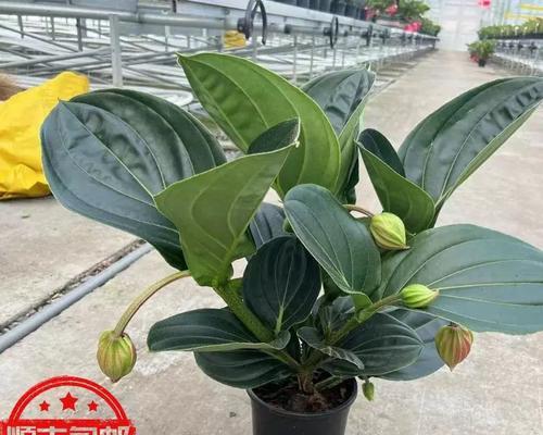 宝莲灯花的养殖方法与注意事项（打造小清新花园）