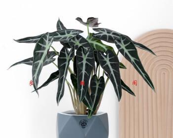 观音莲盆栽选择（植物生长环境与盆栽尺寸的关系）