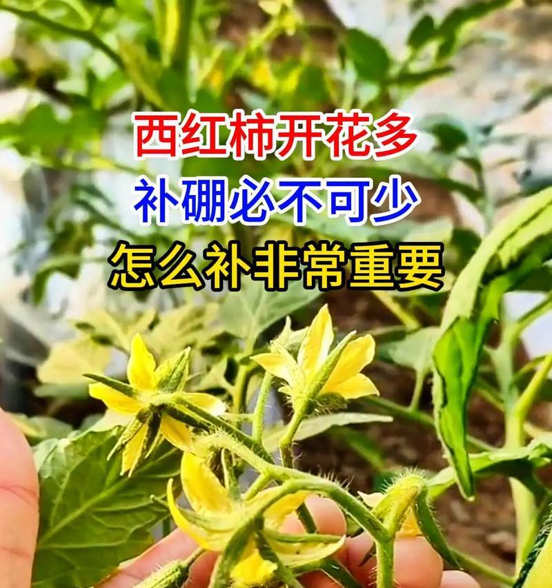 番茄花期和结果时间分析（了解番茄的生长周期和开花结果的时间，从而更好的管理番茄种植）
