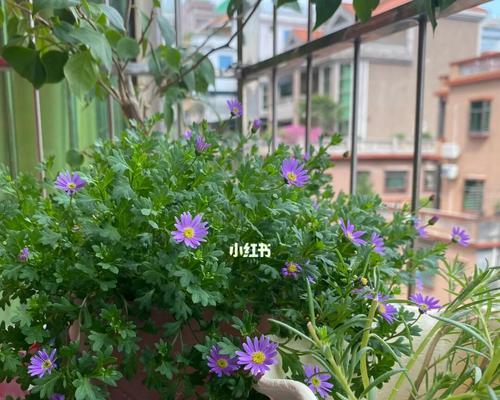 夏季防范，让姬小菊安心过夏（如何保障孩子的夏季安全）