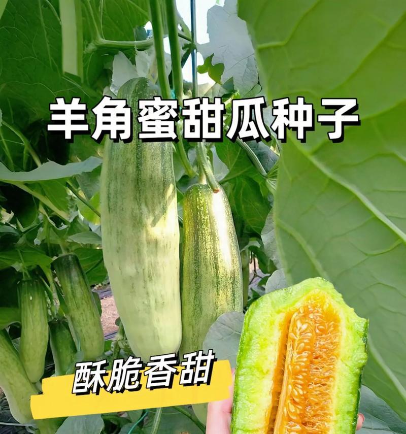哈密瓜的生长环境及生长地方条件(了解哈密瓜生长的秘密,掌握最佳种植技巧)